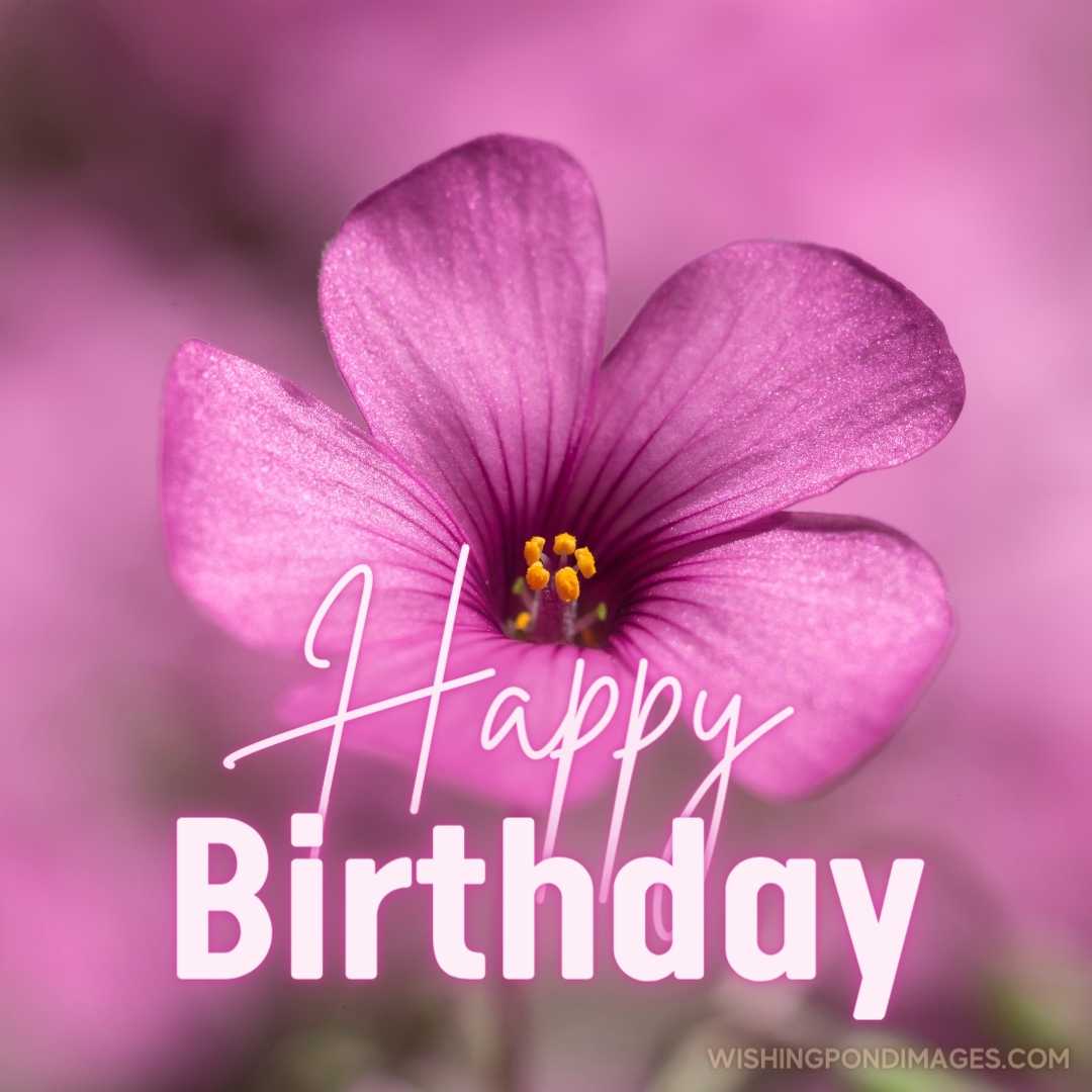 A beautiful image of a pink-sorrel flower. Happy Birthday Purple Flower Images